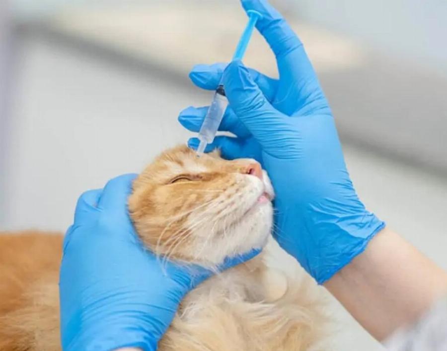 Υγεία γάτας: Πως να διατηρήστε τη γάτα σας σε υγιές βάρος – Χρήσιμος οδηγός