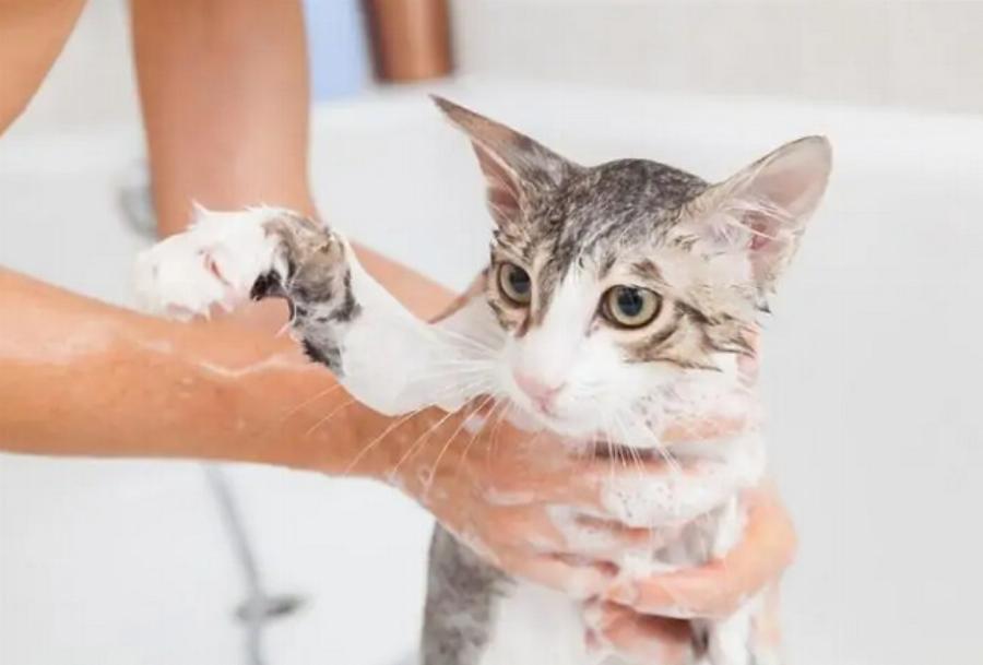 Είναι οι γάτες καθαρές; Οι ειδικοί απαντούν – Πρέπει να κάνουν μπάνιο;