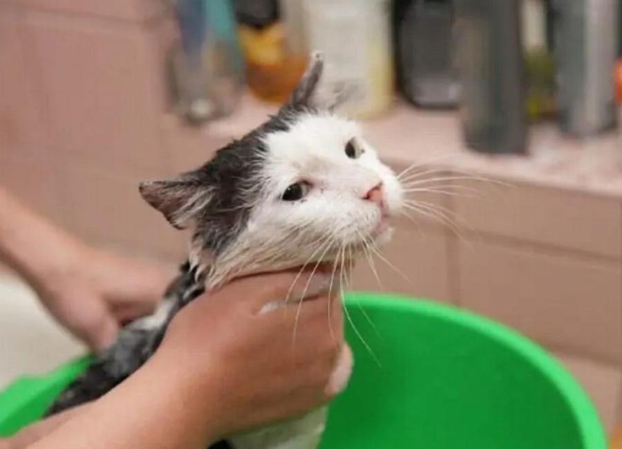 Είναι οι γάτες καθαρές; Οι ειδικοί απαντούν – Πρέπει να κάνουν μπάνιο;