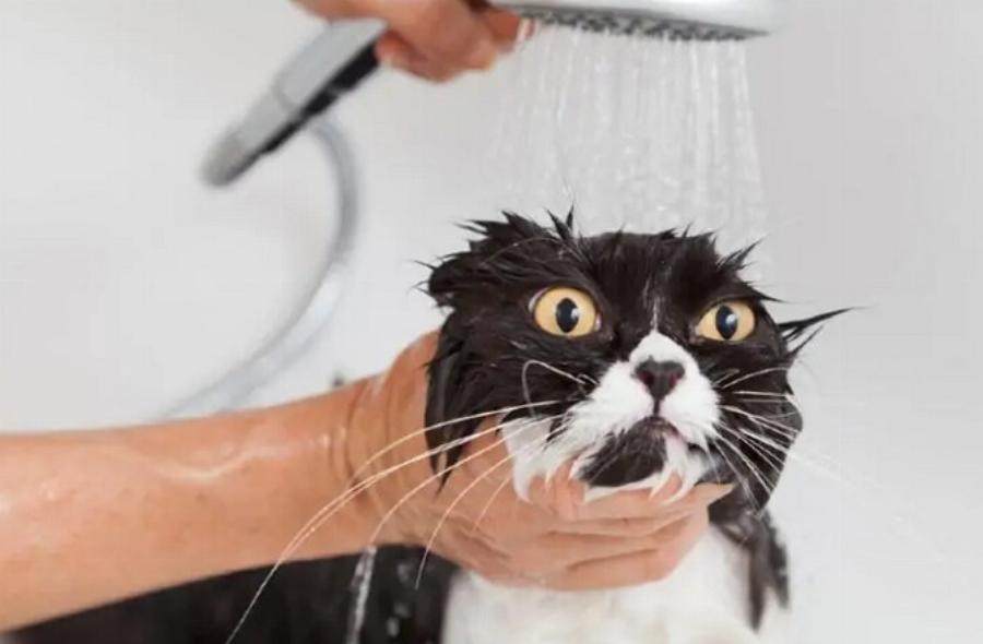 Είναι οι γάτες καθαρές; Οι ειδικοί απαντούν – Πρέπει να κάνουν μπάνιο;