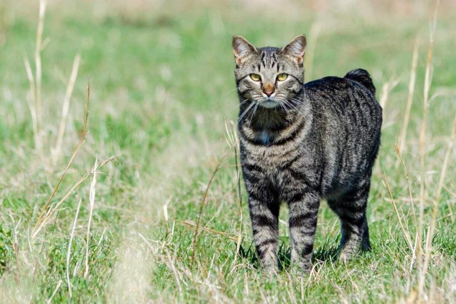 Γάτα Manx: Με το σώμα χωρίς ουρά και τη γλυκιά διάθεσή του θα σας κερδίσει