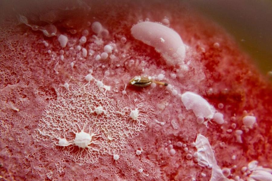 Τι γίνεται όταν μια γάτα φάει χαλασμένο κρέας; Ανησυχίες για την υγεία και τη διατροφή