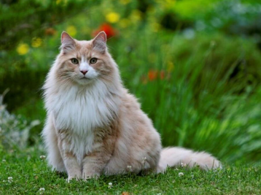 10 ενδιαφέρουσες πληροφορίες για τη γάτα Norwegian Forest που θα εκπλαγείτε να μάθετε