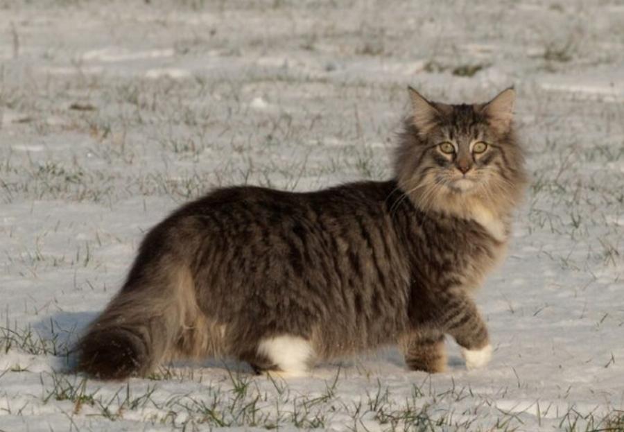 10 ενδιαφέρουσες πληροφορίες για τη γάτα Norwegian Forest που θα εκπλαγείτε να μάθετε