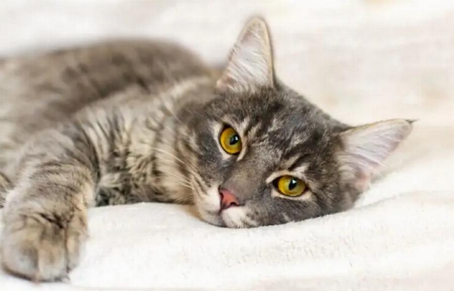 Μπορούν οι γάτες να φάνε αβοκάντο; Εγκεκριμένα από κτηνίατρο στοιχεία & πληροφορίες