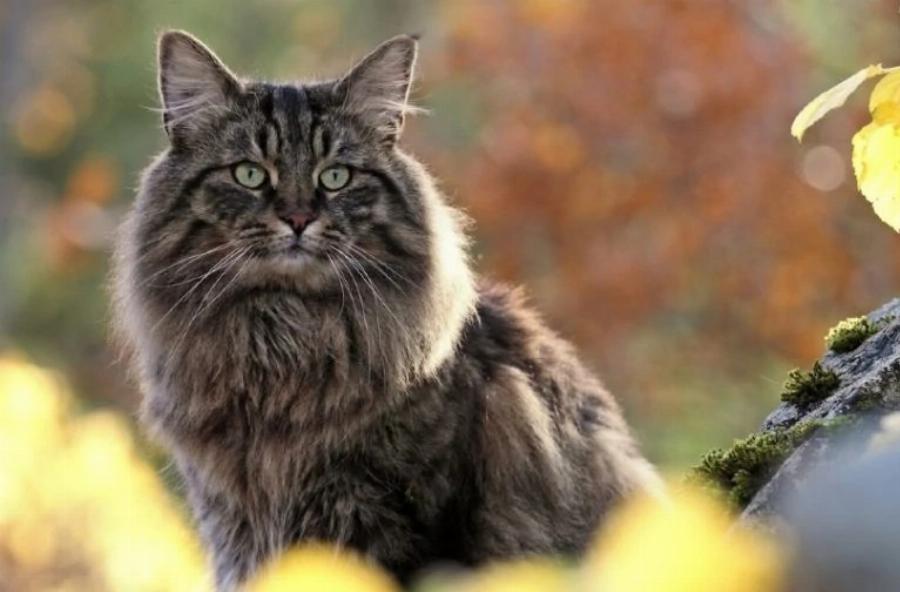 10 ενδιαφέρουσες πληροφορίες για τη γάτα Norwegian Forest που θα εκπλαγείτε να μάθετε