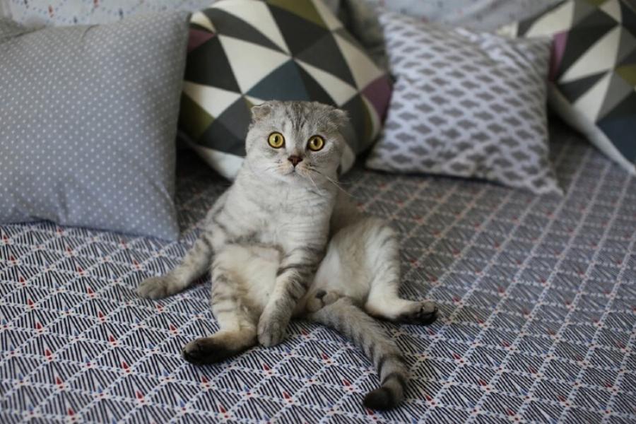 Γιατί η γάτα μου κάθεται σαν άνθρωπος; 4 κύριοι λόγοι