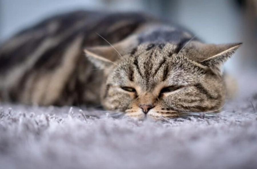 Μπορούν οι γάτες να τρώνε ωμά αυγά; Πληροφορίες & Συχνές ερωτήσεις από κτηνίατρο