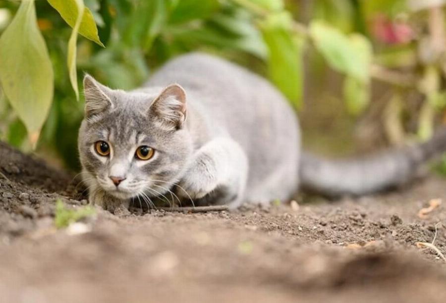 Τρώνε οι γάτες ινδικά χοιρίδια; Πληροφορίες & Συχνές Ερωτήσεις