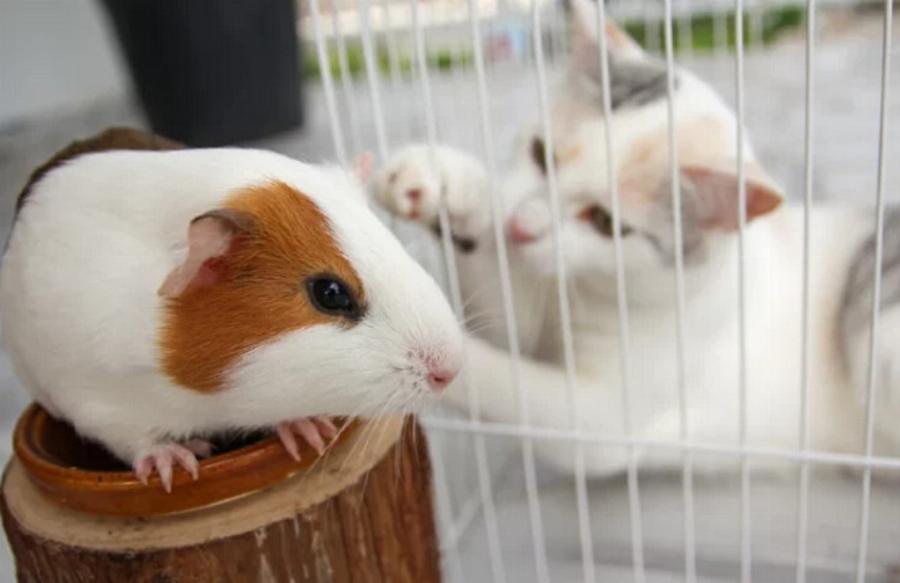 Τρώνε οι γάτες ινδικά χοιρίδια; Πληροφορίες & Συχνές Ερωτήσεις