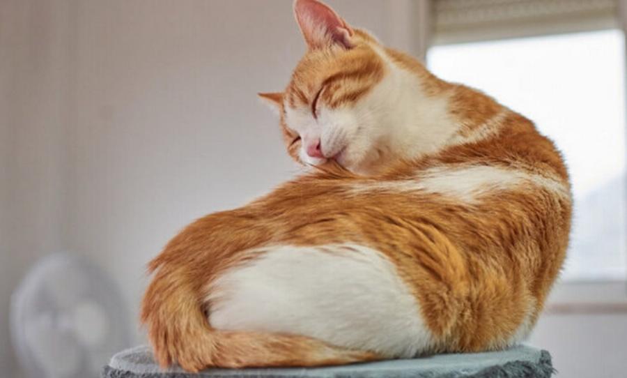 Είναι οι γάτες πιο καθαρές από τους σκύλους; Χρήσιμες πληροφορίες & Συχνές Ερωτήσεις