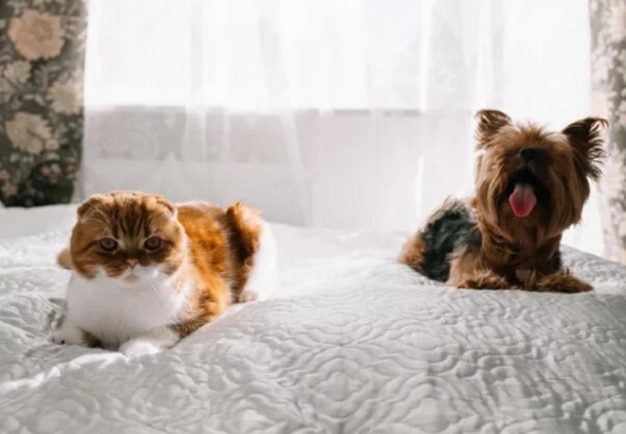 Είναι οι γάτες πιο καθαρές από τους σκύλους; Χρήσιμες πληροφορίες & Συχνές Ερωτήσεις