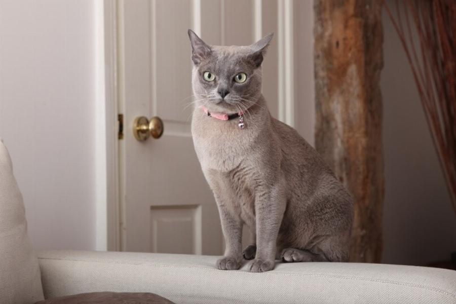 Γιατί η γάτα μου κάθεται δίπλα στην πόρτα; Αυτοί είναι 10 λόγοι