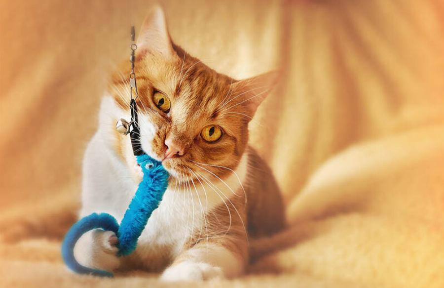 Γιατί η γάτα σας φέρνει παιχνίδια; Αυτοί είναι οι 6 συνηθισμένοι λόγοι