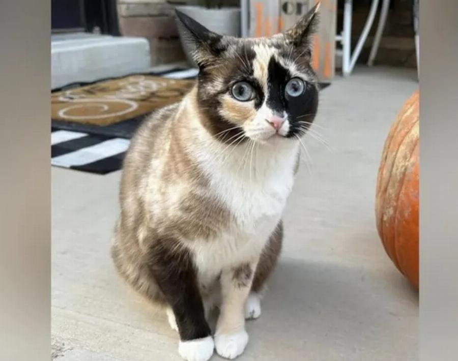 Απίστευτη ιστορία: Γάτα «ταχυδρομήθηκε» κατά λάθος 1.000 χλμ μακριά!