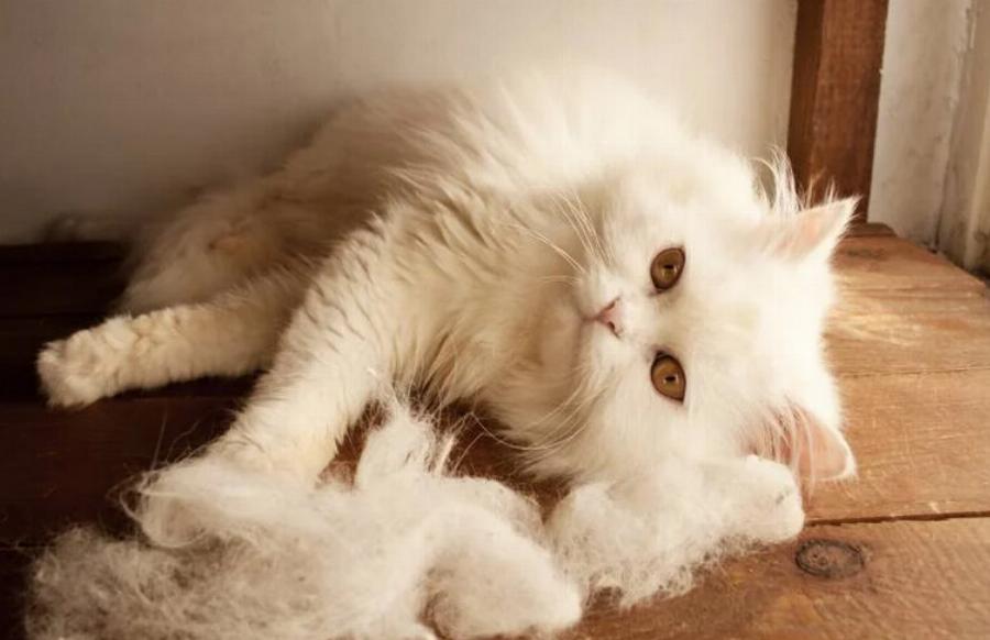 Πόσο μαδάνε οι Περσικές γάτες? Χαρακτηριστικά φυλής & συμβουλές φροντίδας