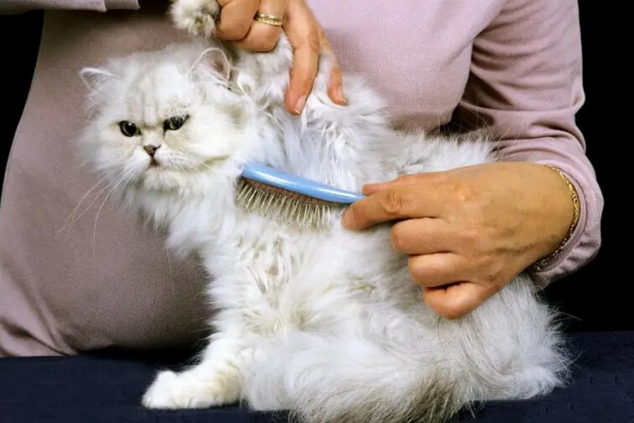 Πόσο μαδάνε οι Περσικές γάτες? Χαρακτηριστικά φυλής & συμβουλές φροντίδας