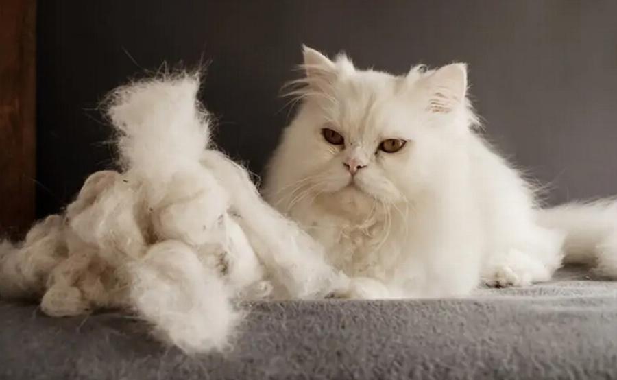 Πόσο μαδάνε οι Περσικές γάτες? Χαρακτηριστικά φυλής & συμβουλές φροντίδας