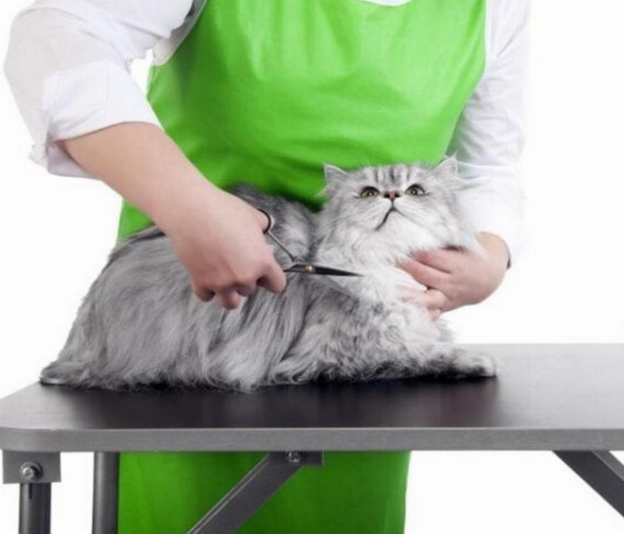 22 αναπάντεχες πληροφορίες σχετικά με το τρίχωμα της γάτας σύμφωνα με έναν κτηνίατρο