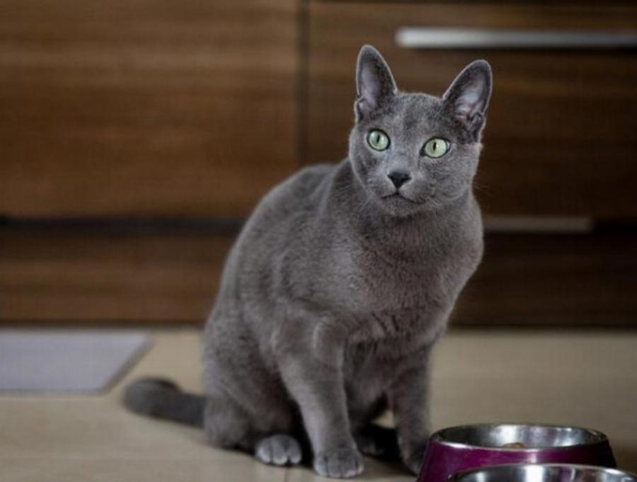 22 αναπάντεχες πληροφορίες σχετικά με το τρίχωμα της γάτας σύμφωνα με έναν κτηνίατρο