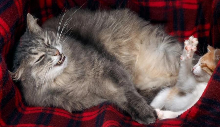 Γιατί οι μητέρες γάτες επιτίθενται στα μεγαλύτερα γατάκια τους; Αυτοί είναι 7 πιθανοί λόγοι