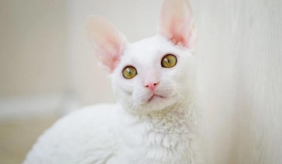 Είναι οι γάτες Cornish Rex υποαλλεργικές; Εγκεκριμένες από κτηνίατρο πληροφορίες & συμβουλές
