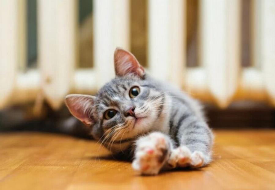 Γιατί η γάτα μου γρατζουνάει το πάτωμα; 5 συνήθεις λόγοι