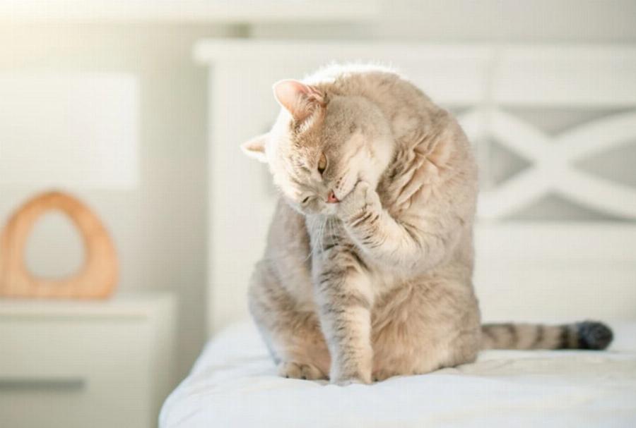 Γιατί οι γάτες γλείφονται αφού τις χαϊδέψετε; – 3 πιθανοί λόγοι