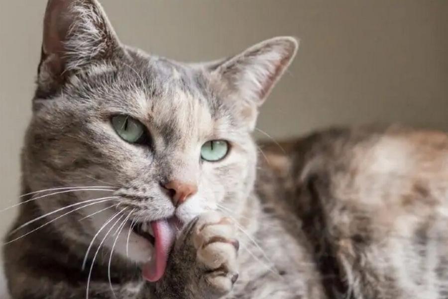 Γιατί οι γάτες γλείφονται αφού τις χαϊδέψετε; – 3 πιθανοί λόγοι