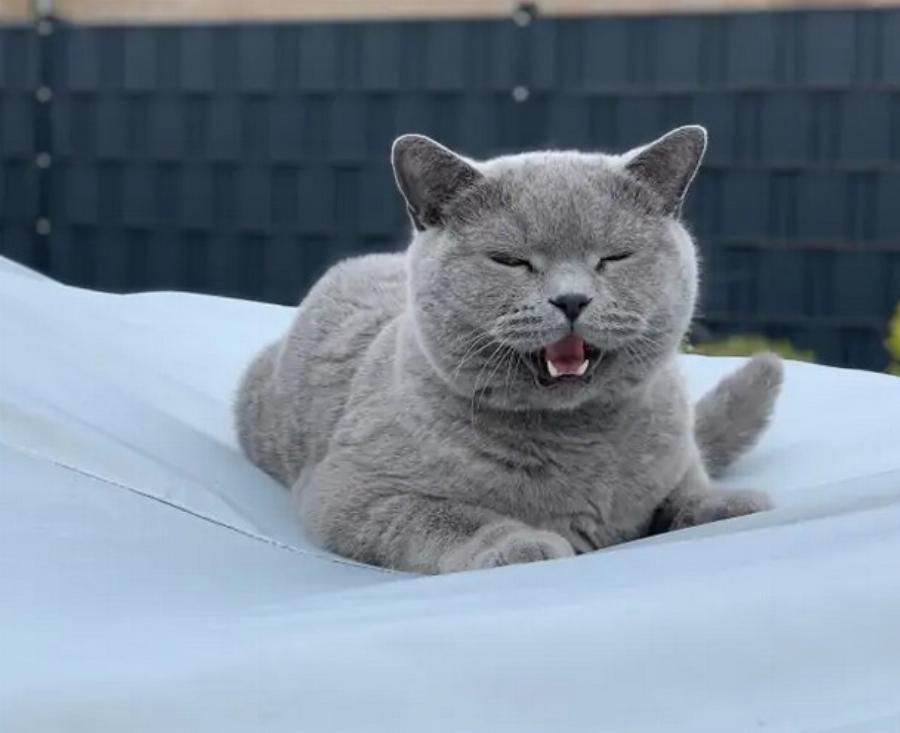 Γιατί οι γάτες νιαουρίζουν όταν τους μιλάτε: Αυτοί είναι οι 6 πιθανοί λόγοι