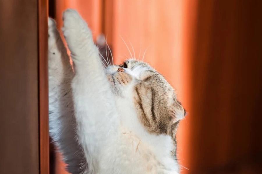 Πώς να σταματήσετε μια γάτα να ξύνει την πόρτα – 11 συμβουλές και κόλπα