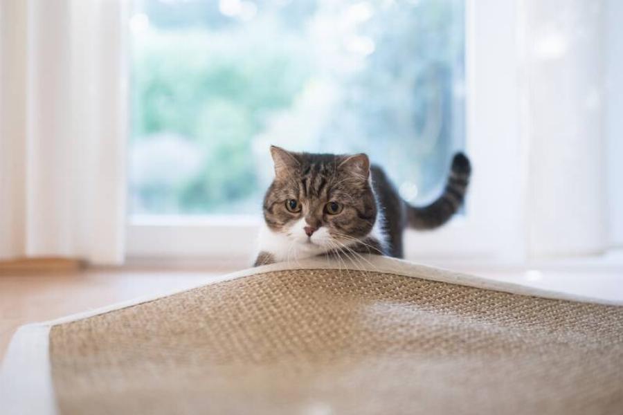 Πώς να σταματήσετε μια γάτα να ξύνει την πόρτα – 11 συμβουλές και κόλπα