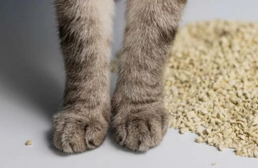 Άμμο για γάτες χωρίς νύχια: Φροντίδα και Οδηγός Ασφαλείας