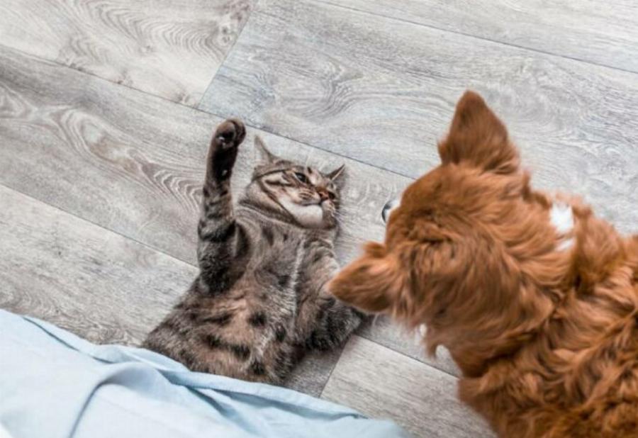 Γιατί η γάτα μου χτυπάει το σκύλο μου; Αυτοί είναι οι 3 πιθανοί λόγοι