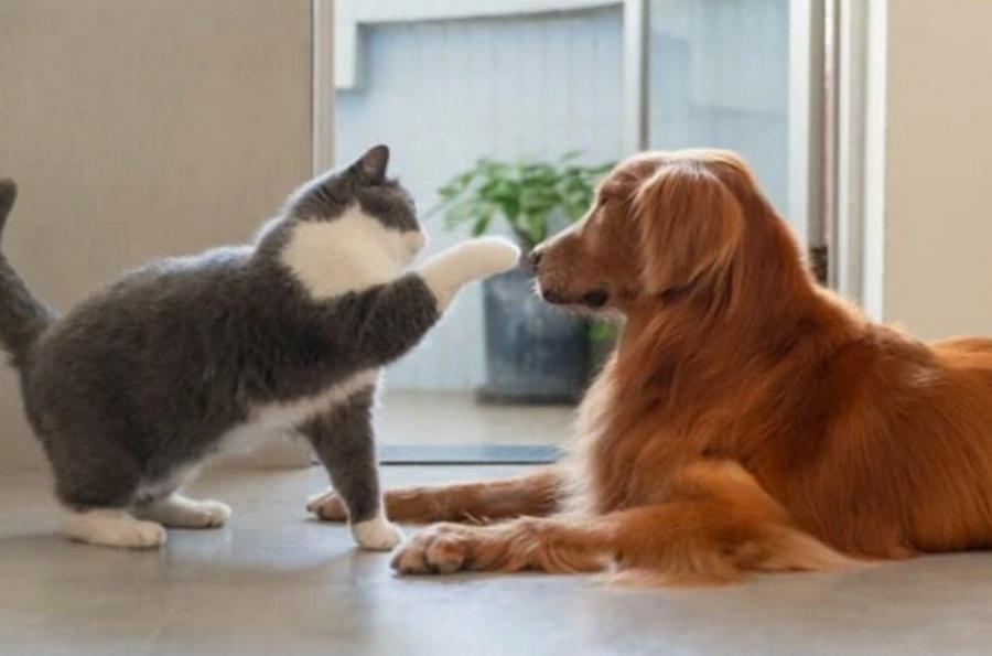 Γιατί η γάτα μου χτυπάει το σκύλο μου; Αυτοί είναι οι 3 πιθανοί λόγοι