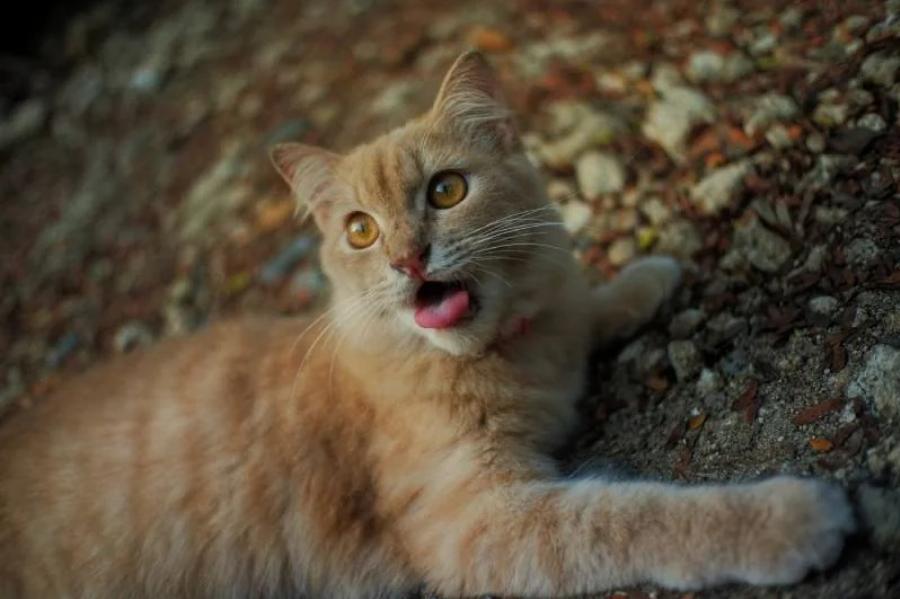 12 πιθανοί λόγοι για τους οποίους η γάτα σας αναπνέει δύσκολα & συμβουλές εγκεκριμένες από κτηνίατρο