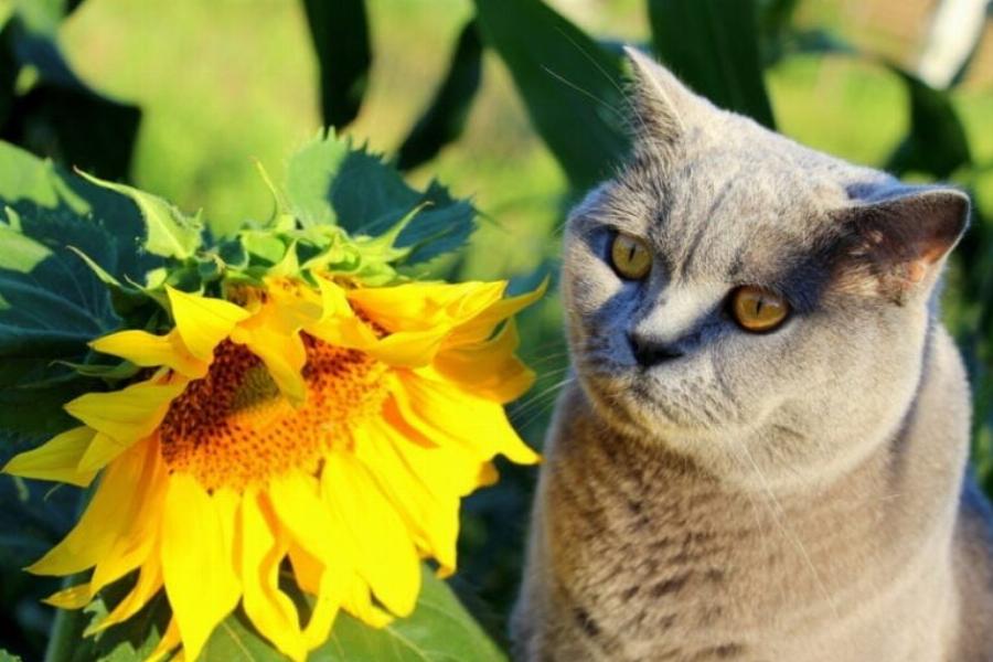 110 ονόματα λουλουδιών για γάτες: Τα καλύτερα ονόματα για τη γοητευτική σας γάτα