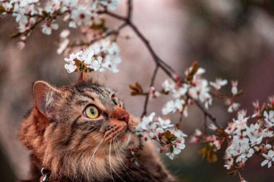 110 ονόματα λουλουδιών για γάτες: Τα καλύτερα ονόματα για τη γοητευτική σας γάτα