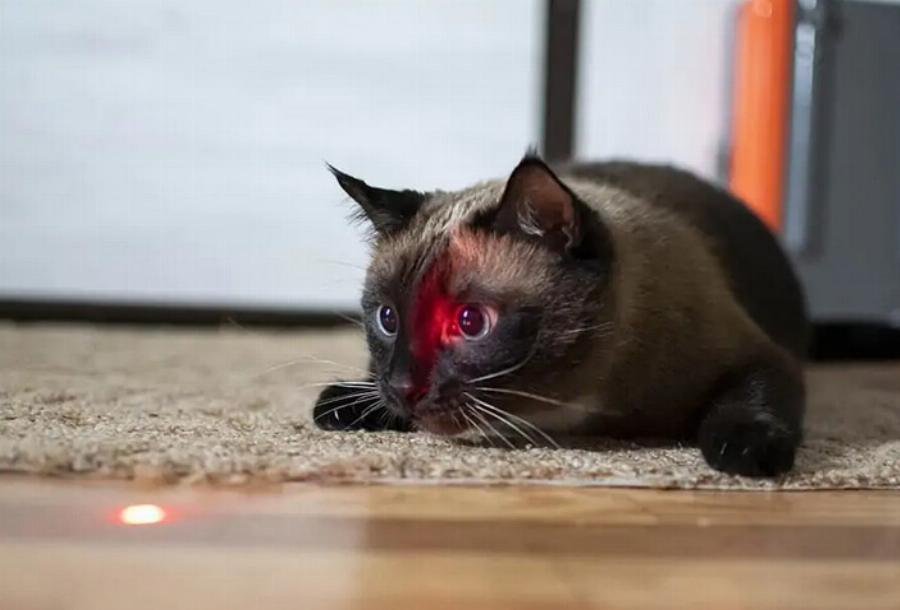 Γιατί οι γάτες αγαπούν τόσο πολύ τα λέιζερ; Θεωρίες, γεγονότα & Συχνές ερωτήσεις