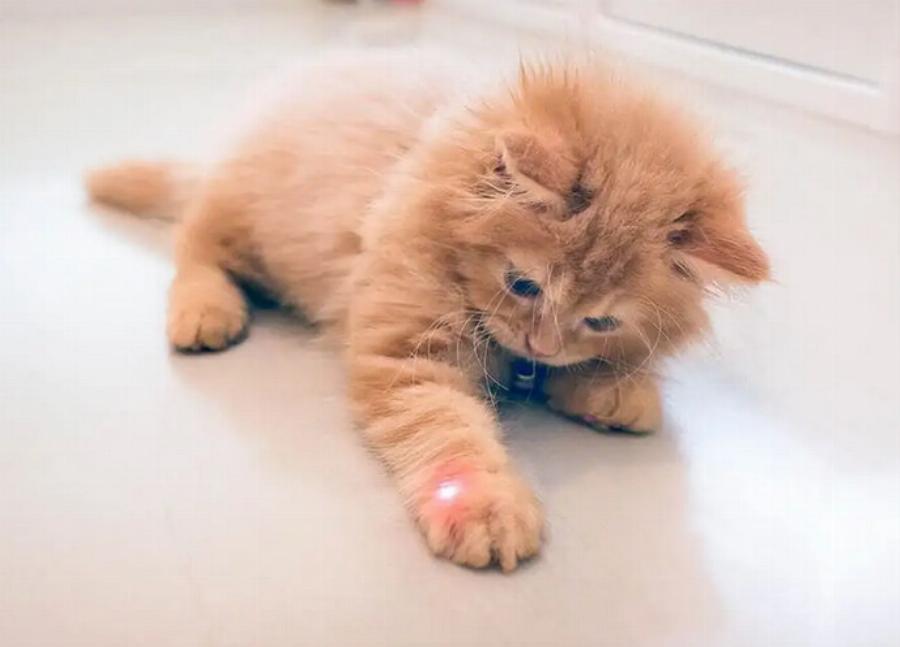 Γιατί οι γάτες αγαπούν τόσο πολύ τα λέιζερ; Θεωρίες, γεγονότα & Συχνές ερωτήσεις