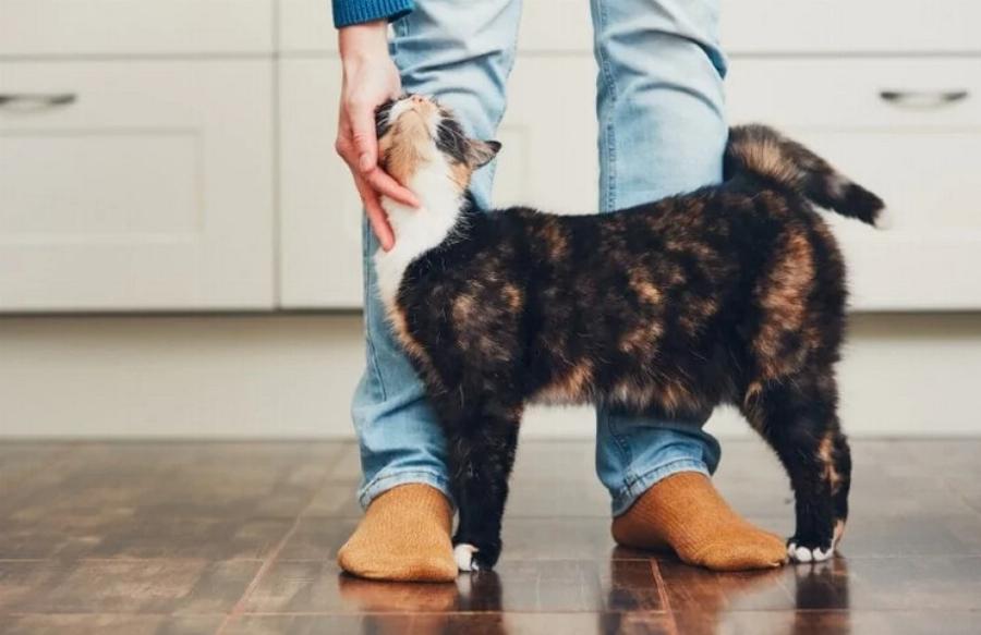 Γιατί οι γάτες τρίβουν το πρόσωπό τους σε διάφορα πράγματα; 6 πιθανοί λόγοι