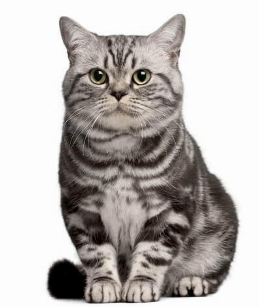 Βραζιλιάνικη κοντότριχη γάτα: Χαρακτηριστικά, προσωπικότητα και πληροφορίες φυλής