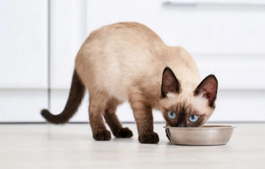 4 Τροφές πλούσιες σε βιταμίνη Β12 για γάτες: Επιλογές εγκεκριμένες από κτηνίατρο