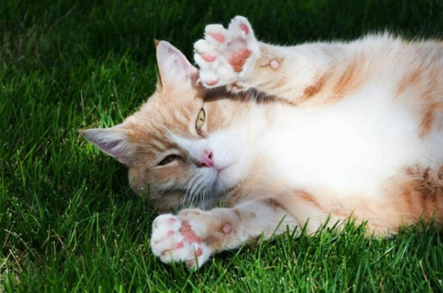 Αλλάζουν χρώμα οι πατούσες  στα πόδια της γάτας; Εγκεκριμένα από κτηνίατρο στοιχεία για τις γάτες