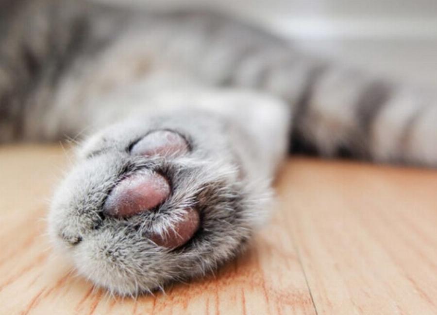 Αλλάζουν χρώμα οι πατούσες  στα πόδια της γάτας; Εγκεκριμένα από κτηνίατρο στοιχεία για τις γάτες