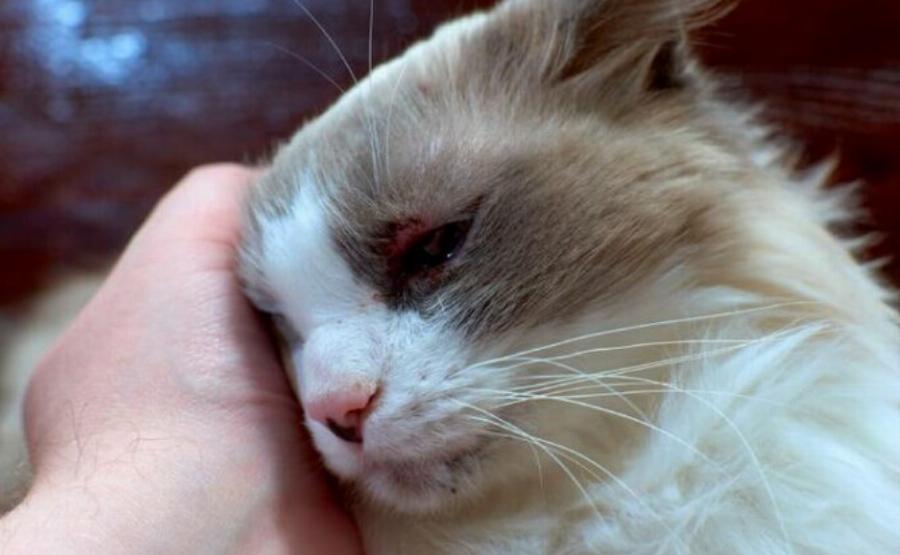 Ακμή γάτας: Αίτια, συμπτώματα & οδηγός φροντίδας σύμφωνα με κτηνίατρο