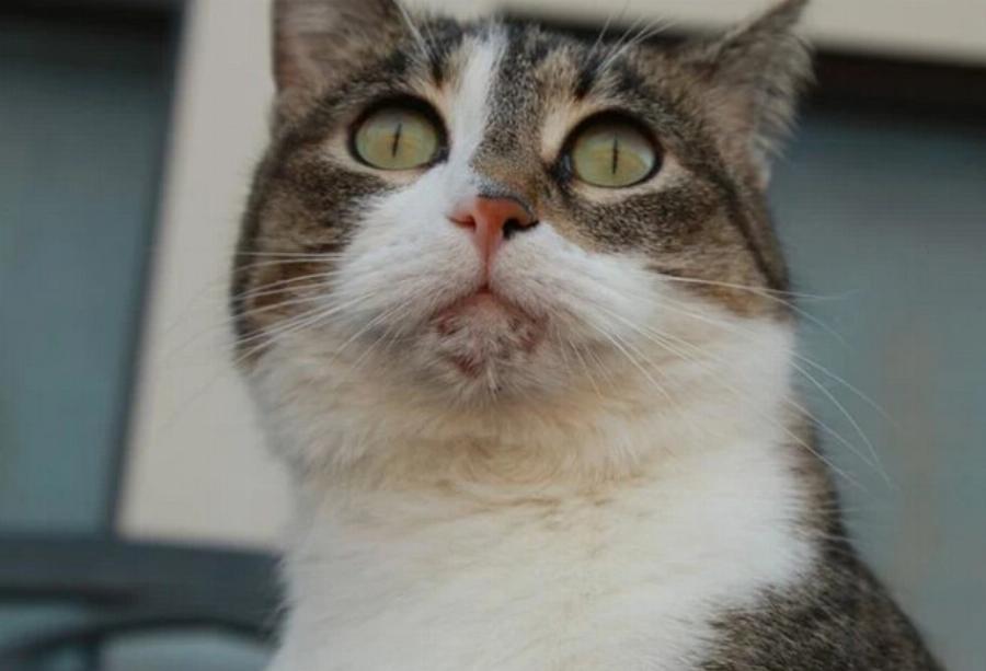 Ακμή γάτας: Αίτια, συμπτώματα & οδηγός φροντίδας σύμφωνα με κτηνίατρο