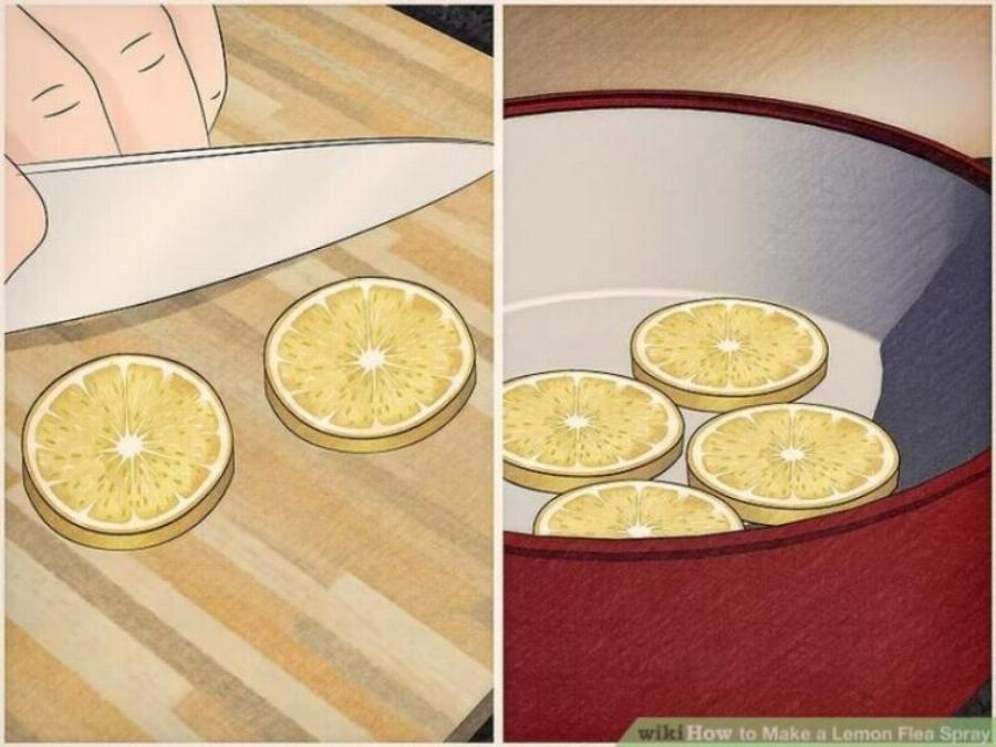 Σπιτικό σπρέι ψύλλων για γάτες: 6 συνταγές που έχουν αξιολογηθεί από κτηνίατρο (με εικόνες)