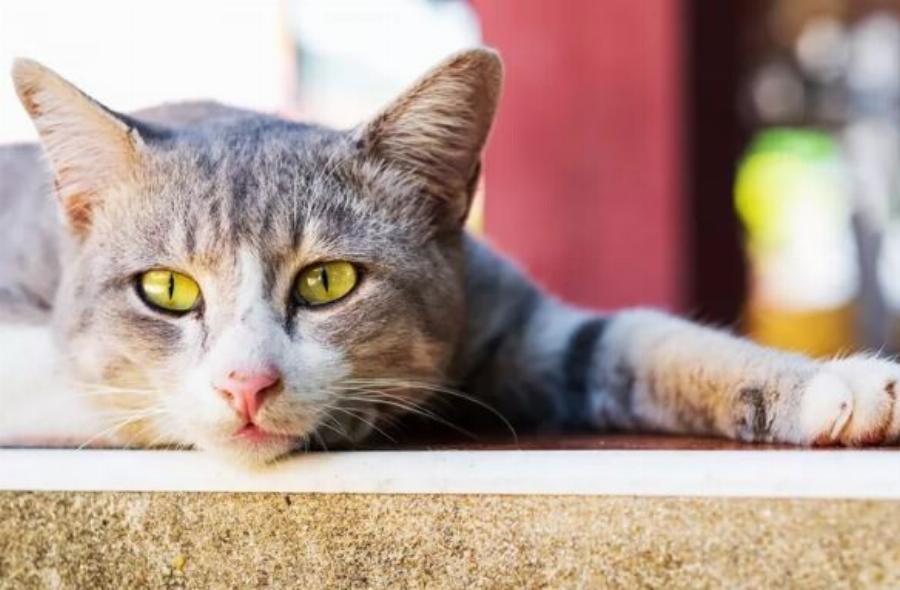 Η γάτα σας δεν μπορεί να ουρήσει; Αυτά είναι τα σημάδια ότι μπορεί να έχει πρόβλημα