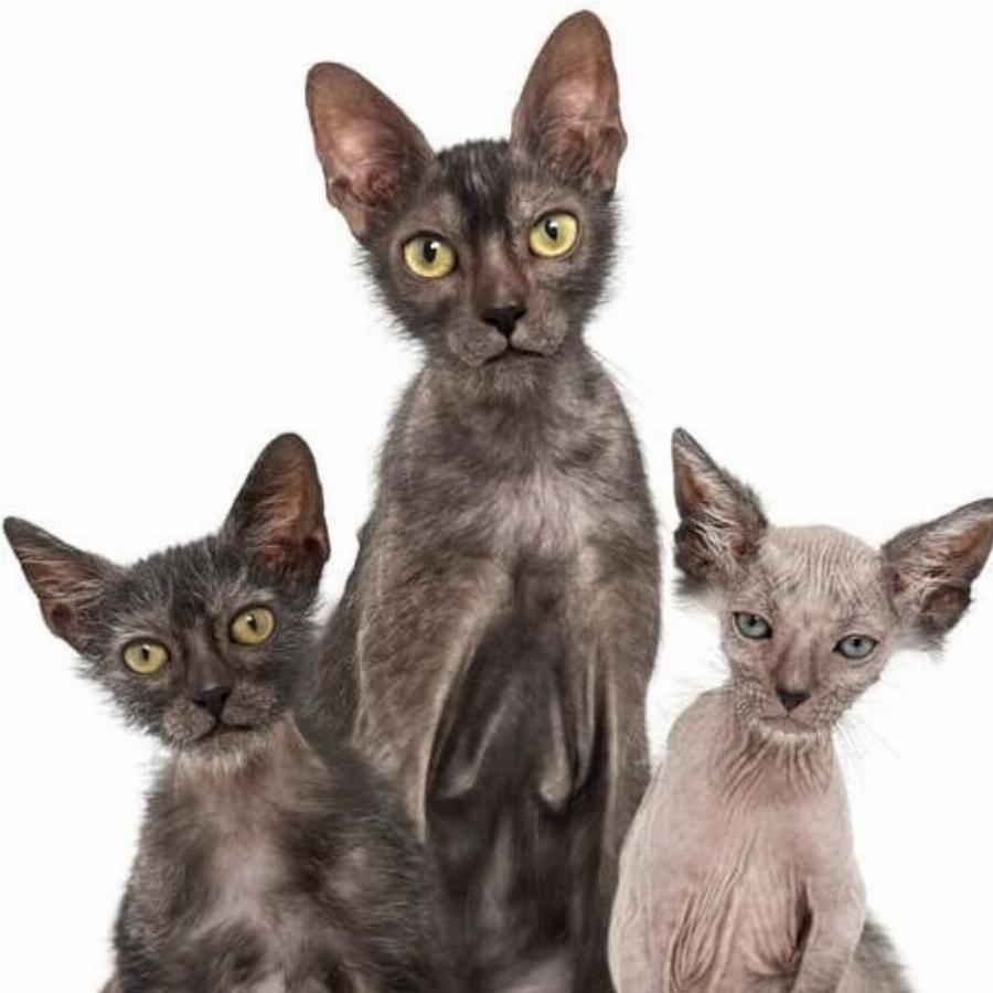 Φυλές γάτας: Όλα όσα θέλετε να ξέρετε για τη γάτα Lykoi